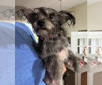 Small #4 Shih Tzu Mix