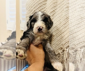 Bernedoodle Puppy for Sale in CARLSBAD, New Mexico USA