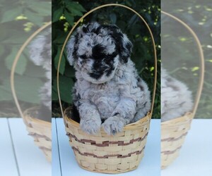 Poodle (Miniature) Puppy for sale in FREDERICKSBURG, OH, USA