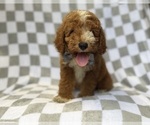 Cosmo - Male Goldendoodle (Miniature) Puppy for Sale - Photo #3