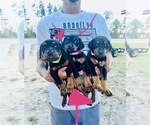 Small Photo #4 Doberman Pinscher Puppy For Sale in INTERLACHEN, FL, USA