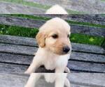 Small Photo #2 Goldendoodle Puppy For Sale in LEON, KS, USA