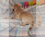 Puppy Sandy Great Dane