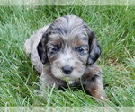 Puppy 4 Cockapoo
