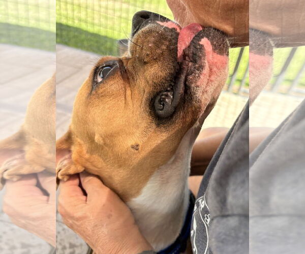 Medium Photo #2 Boxer Puppy For Sale in  Katy, TX, USA