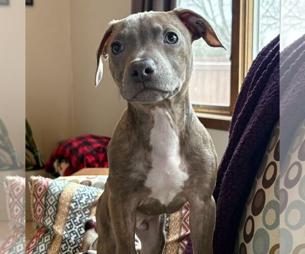 Medium Photo #2 Mutt Puppy For Sale in Fargo, ND, USA