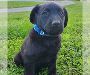 Belgian Malinois-Labrador Retriever Mix Puppy for sale in NEW PROVIDENCE, PA, USA