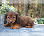 Small Photo #4 Dachshund Puppy For Sale in SALEM, IN, USA