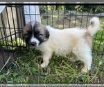 Small Photo #5 Anatolian Shepherd-Great Pyrenees Mix Puppy For Sale in OAKDALE, CA, USA
