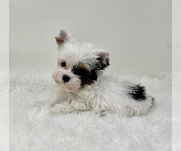 Medium Photo #6 Maltese Puppy For Sale in JACKSONVILLE, FL, USA