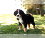 Small Photo #5 Bernese Mountain Dog Puppy For Sale in SHIPSHEWANA, IN, USA