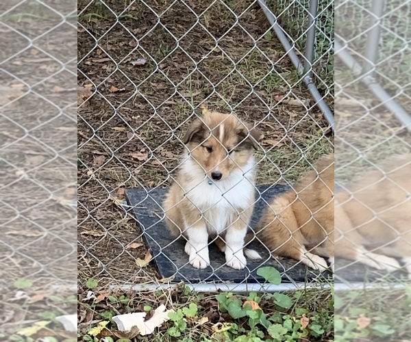 Medium Photo #1 Collie Puppy For Sale in CHATTANOOGA, TN, USA