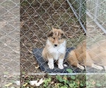 Small Photo #1 Collie Puppy For Sale in CHATTANOOGA, TN, USA