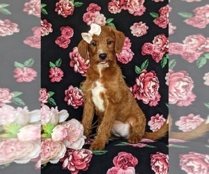 Miniature Labradoodle Puppy for sale in QUARRYVILLE, PA, USA