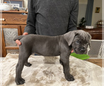 Small Photo #3 Cane Corso Puppy For Sale in RURAL HALL, NC, USA