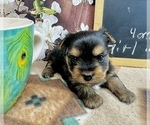 Small #8 Yorkshire Terrier