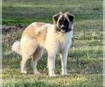 Small Great Pyrenees Mix