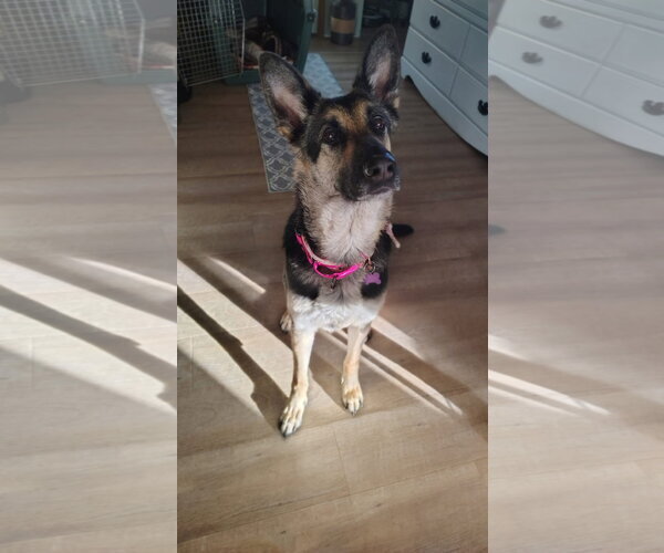 Medium Photo #1 German Shepherd Dog-Unknown Mix Puppy For Sale in New London, WI, USA