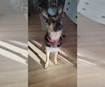 Small German Shepherd Dog Mix