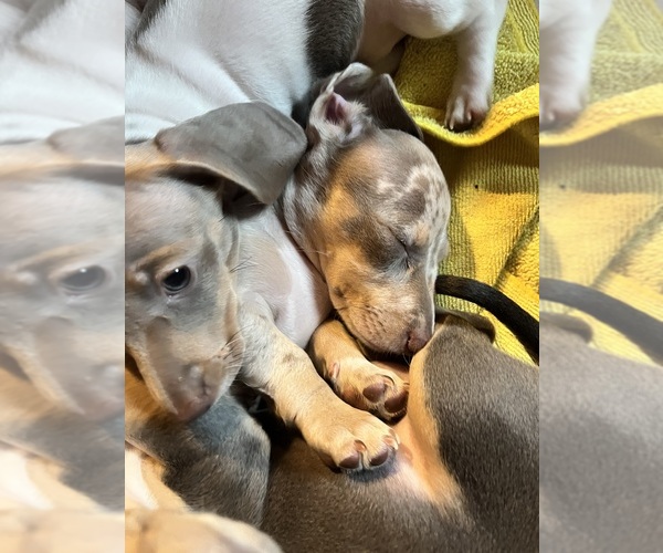 Medium Photo #21 Dachshund Puppy For Sale in LAKEBAY, WA, USA