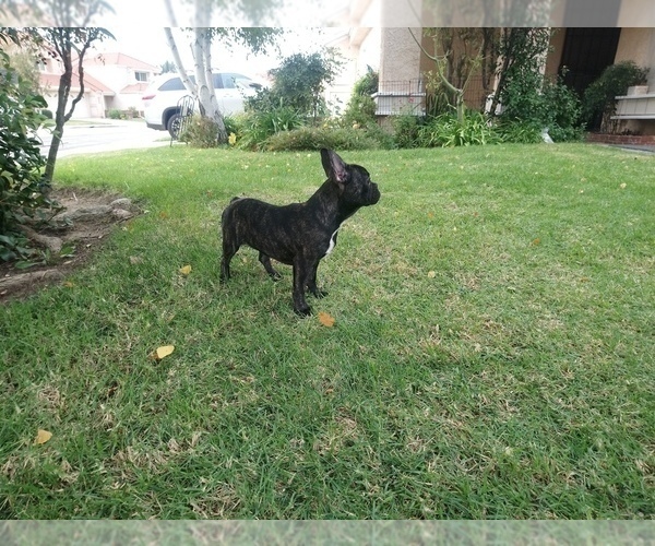 Medium Photo #8 French Bulldog Puppy For Sale in SIMI VALLEY, CA, USA