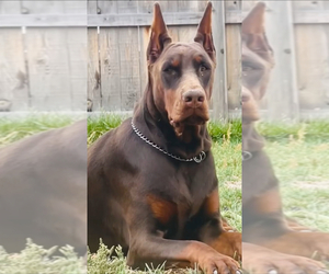 Mother of the Doberman Pinscher puppies born on 04/28/2025