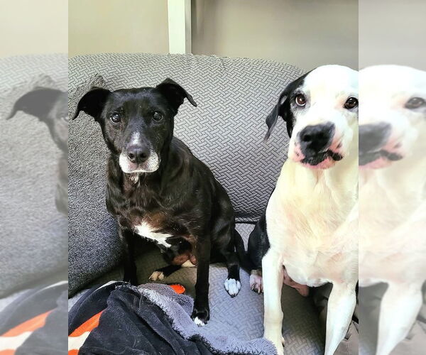 Medium Photo #3 Labrador Retriever-Unknown Mix Puppy For Sale in Germantown, OH, USA