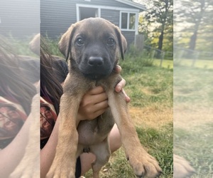 German Shepherd Dog-Mastiff Mix Puppy for sale in WESTMINSTER, MA, USA