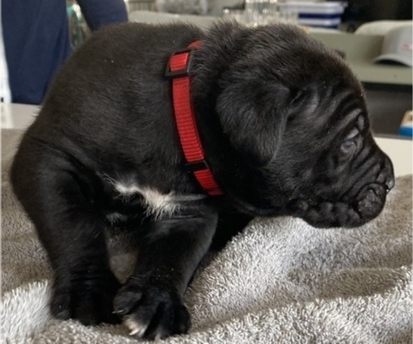 Medium Photo #38 Cane Corso Puppy For Sale in HORACE, ND, USA