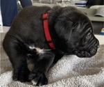 Small #37 Cane Corso
