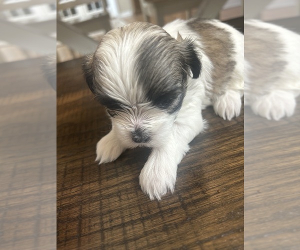 Medium Photo #11 Mal-Shi Puppy For Sale in ROGERS, MN, USA