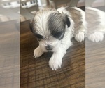 Small Photo #11 Mal-Shi Puppy For Sale in ROGERS, MN, USA