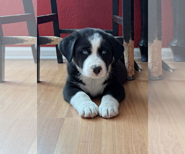 Medium Photo #2 Scottish Collisky Puppy For Sale in Littleton, CO, USA