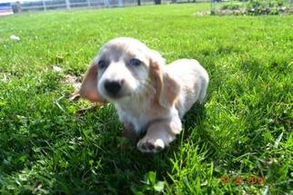 Dachshund Puppy for sale in ELKLAND, MO, USA