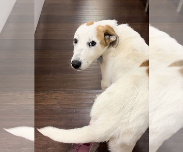 Medium Photo #2 Labrenees Puppy For Sale in Holly Springs, NC, USA