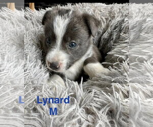 Mutt Dogs for adoption in Oakhurst, NJ, USA