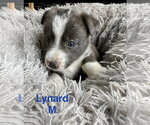Small Mutt