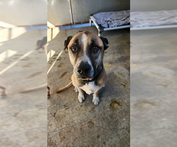 Medium Photo #1 Rhodesian Ridgeback-Unknown Mix Puppy For Sale in Santa Barbara, CA, USA