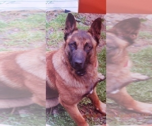 Father of the Belgian Malinois puppies born on 10/20/2021
