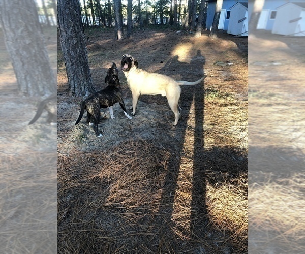 Medium Photo #3 American Pit Bull Terrier-Bullmastiff Mix Puppy For Sale in PINEBLUFF, NC, USA