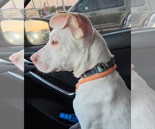 Medium Photo #2 Great Dane-Labrador Retriever Mix Puppy For Sale in Virginia Beach, VA, USA