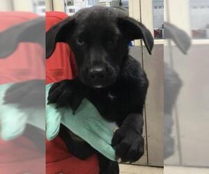 German Shepherd Dog-Unknown Mix Dogs for adoption in Riverside, CA, USA