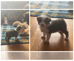 Small Photo #10 Miniature American Shepherd Puppy For Sale in GARYSBURG, NC, USA