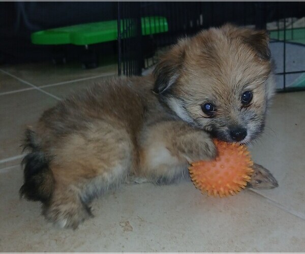 Medium Photo #1 Pomeranian Puppy For Sale in VAIL, AZ, USA
