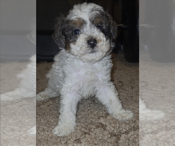 Medium Photo #8 Poodle (Toy) Puppy For Sale in DYERSBURG, TN, USA