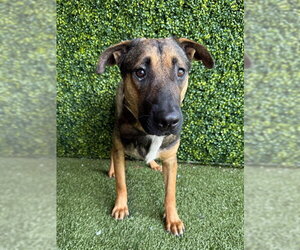 German Shepherd Dog-Unknown Mix Dogs for adoption in Naples, FL, USA