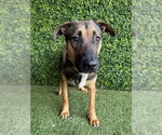 Small German Shepherd Dog Mix