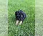 Small Photo #43 Aussiedoodle Miniature  Puppy For Sale in COMMERCE, MI, USA