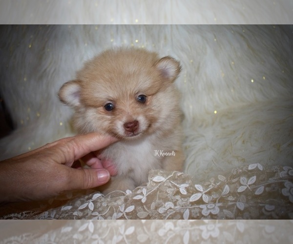 Medium Photo #4 Pomeranian Puppy For Sale in GRAYSON, LA, USA