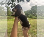 Small #1 Basset Hound
